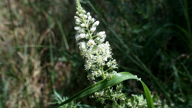 Reseda alba / Reseda bianca